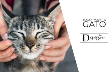 gato