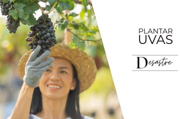 plantar uvas
