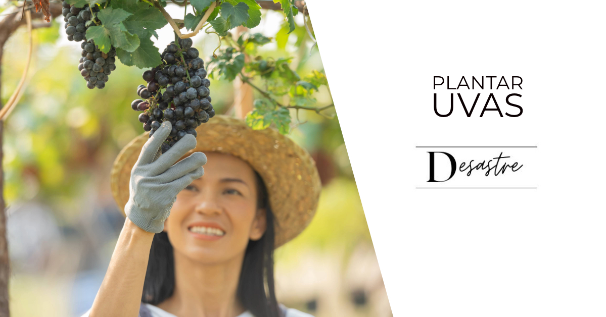 plantar uvas